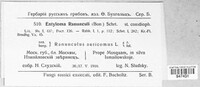 Entyloma ficariae image